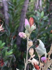 Malacothamnus fasciculatus nuttallii