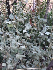 Malacothamnus fasciculatus nuttallii