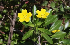 Ludwigia peploides montevidensis