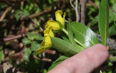 Ludwigia peploides montevidensis