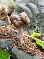 Helvellaceae