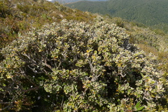 Brachyglottis bidwillii