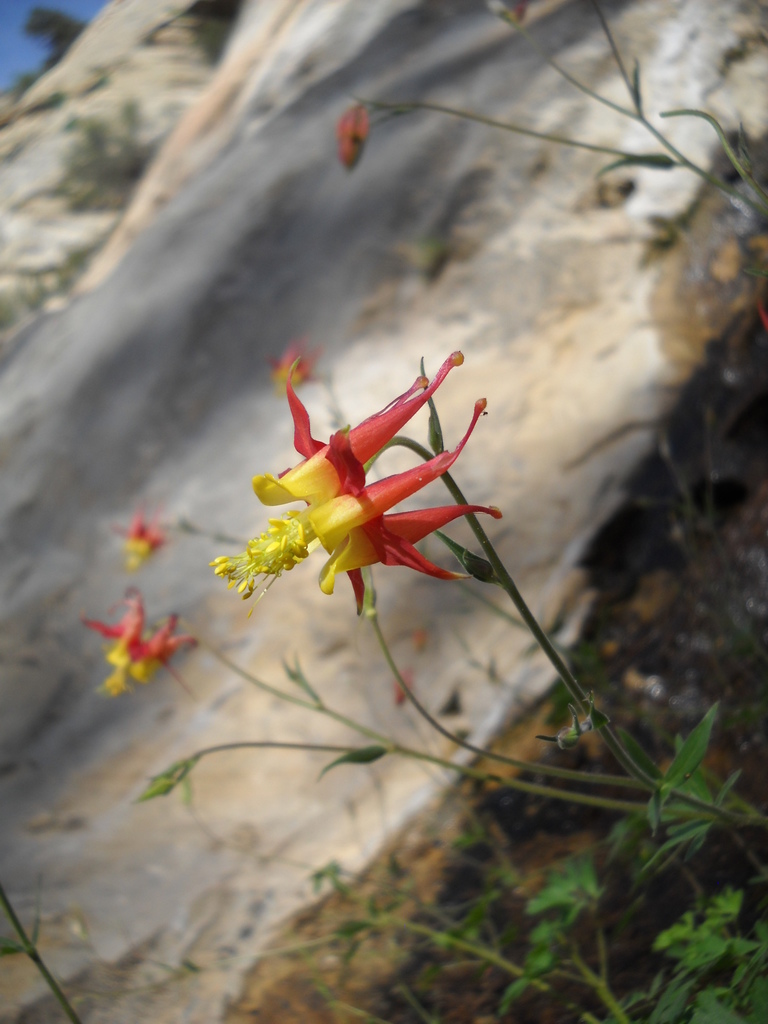 Foster's columbine