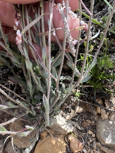 rabbit-ear rockcress (Boechera pendulina)