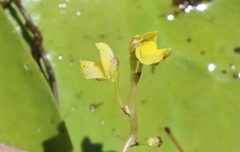 Utricularia aurea