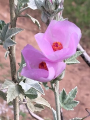 Malacothamnus fasciculatus nuttallii