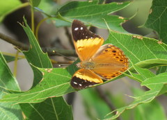Asterocampa idyja argus