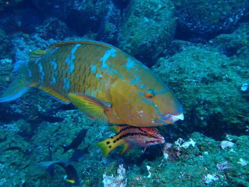 Blue-barred Parrotfish