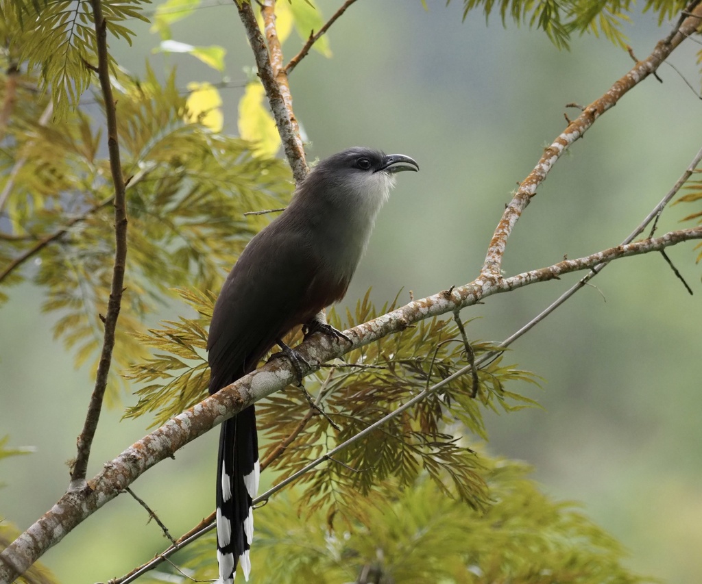 Chestnut-bellied Cuckoo