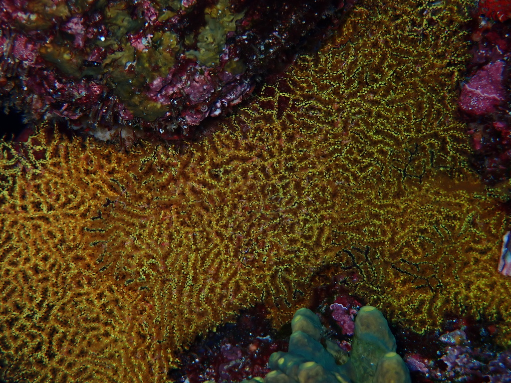 Pacifigorgia symbiotica