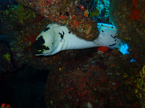 Photo of Green-spotted Moray (Gymnothorax dovii)