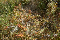 Dracophyllum recurvum
