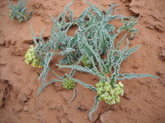 Asclepias macrosperma