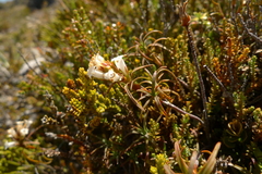 Dracophyllum recurvum