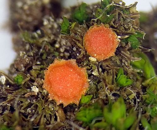 Lamprospora tortulae-ruralis image