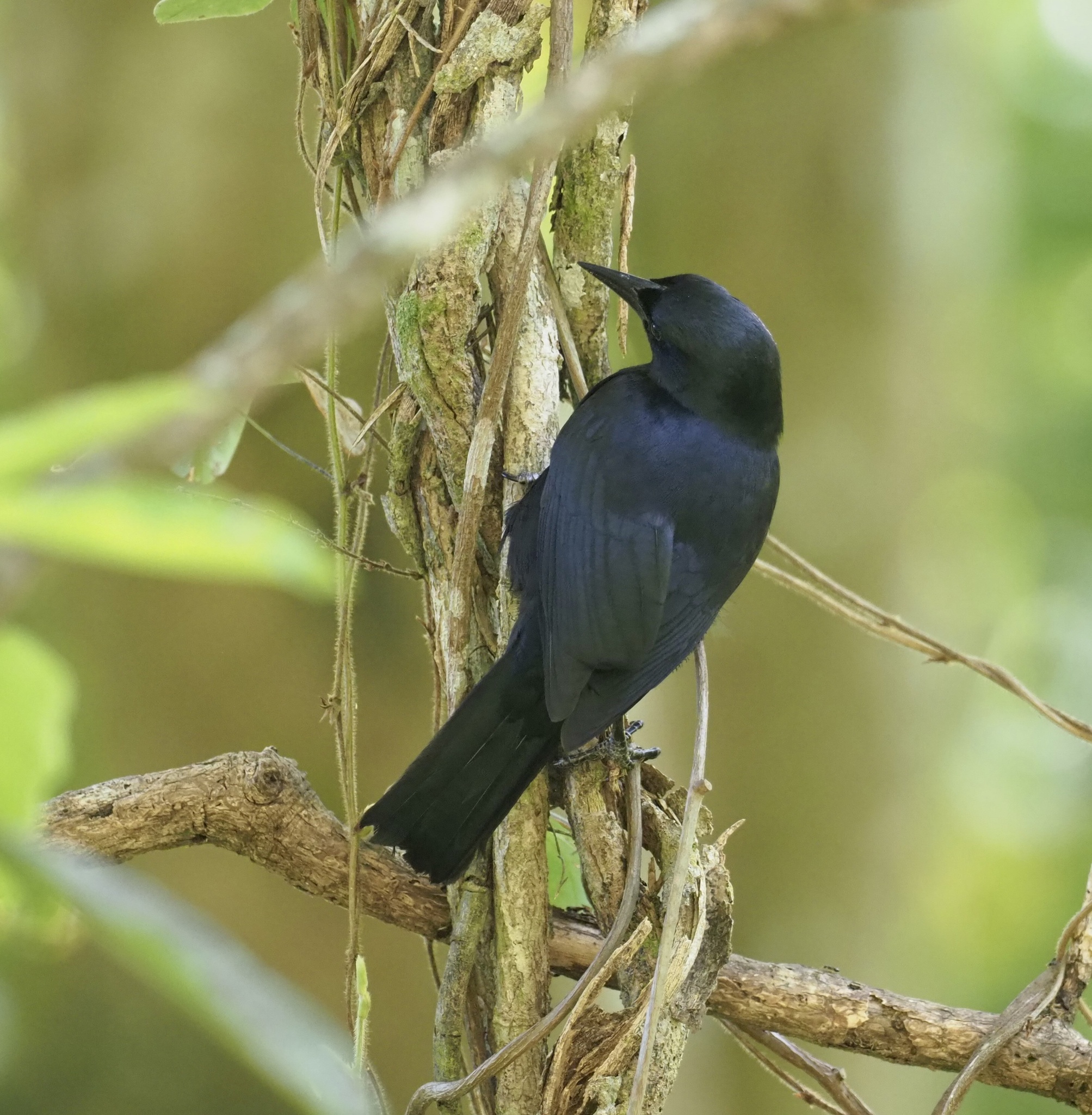 Jamaican Blackbirds (Genus Nesopsar) · iNaturalist