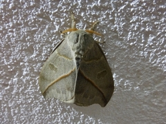 Leucanella contempta