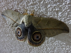 Leucanella contempta