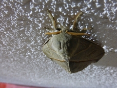 Leucanella contempta