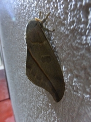 Leucanella contempta