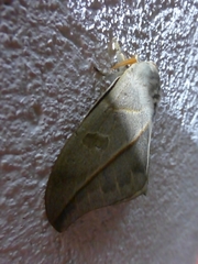 Leucanella contempta