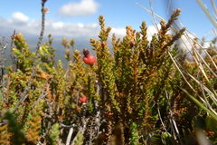 Lepidothamnus laxifolius