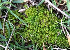 Syntrichia calcicola