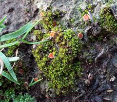 Syntrichia calcicola