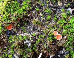 Syntrichia calcicola