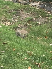 Sciurus carolinensis