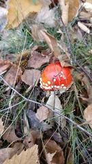 Amanita muscaria