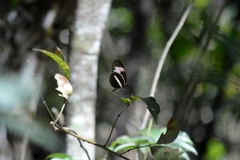Heliconius erato