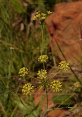Afrosciadium magalismontanum