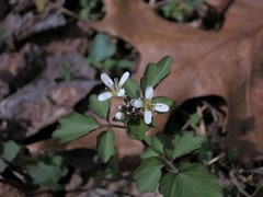 Cardamine flagellifera