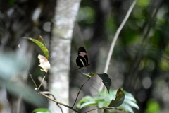 Heliconius erato