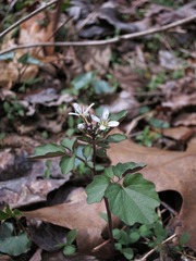 Cardamine flagellifera