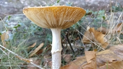 Amanita muscaria