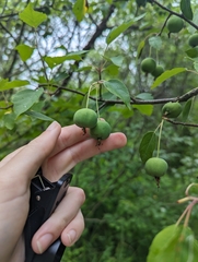 Malus coronaria