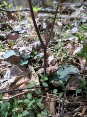 Cardamine flagellifera