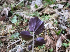 Cardamine flagellifera