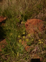 Afrosciadium magalismontanum