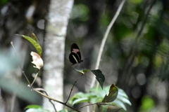 Heliconius erato