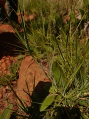 Afrosciadium magalismontanum