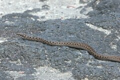 Fernandina Racer photo 5