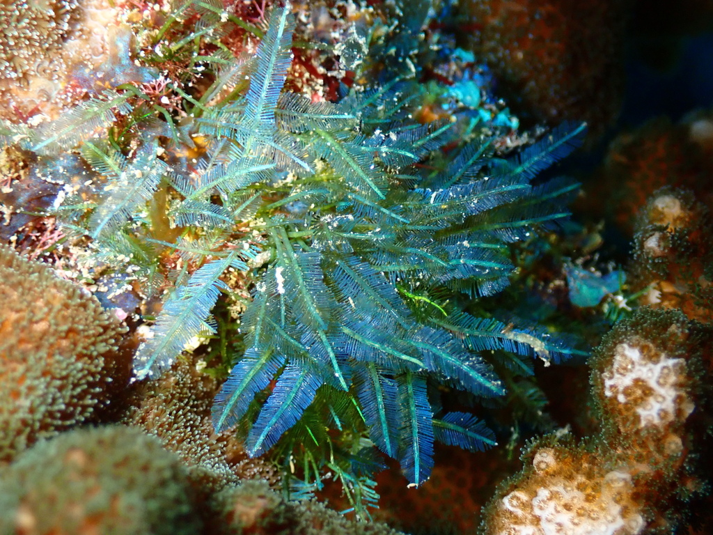 Bryopsis galapagensis