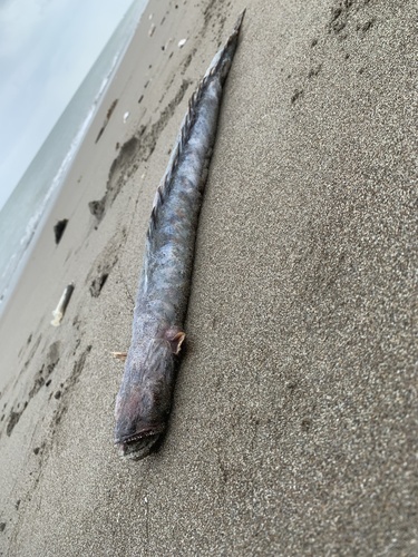 Peruvian eelgoby (Gobioides peruanus) — Gobiidae — 5