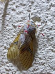 Idalus erythronota