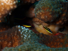 Cortez Rainbow Wrasse photo 5