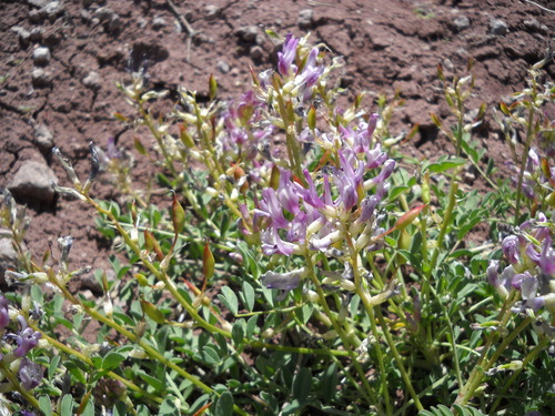 gumbo milkvetch (Astragalus ampullarius)