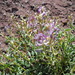 Gumbo Milkvetch - Photo (c) Walter Fertig, some rights reserved (CC BY-NC), uploaded by Walter Fertig